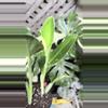 plant/variegated Monstera standleyana, also commonly known as the "Philodendron Cobra"-1-thumbnail