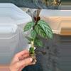 plant/Calathea Exotica starter plant growers choice-1-thumbnail