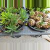 plant/Euphorbia Japonica GC-0-thumbnail