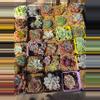 plant/Mystery imported succulents 1 pc-2-thumbnail