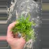 plant/White Rabbits Foot Fern starter plant growers choice-3-thumbnail
