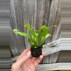 plant/Birds Nest “Leslie” Fern starter plant growers choice-3-thumbnail