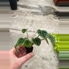 plant/Peperomia Green Ripple starter plant growers choice-4-thumbnail
