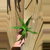 plant/Sugarloaf Pineapple starter plant growers choice-1-thumbnail