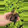 plant/Ardisia .sp starter plant growers choice-5-thumbnail