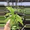 plant/Lace Fern starter plant growers choice-0-thumbnail