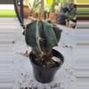 plant/Astrophytum Ornatum LG-0-thumbnail