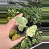 plant/Monstera white monster starter plant growers choice-3-thumbnail