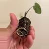 plant/Colocasia Violet Stem starter plant growers choice-4-thumbnail