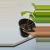 plant/Anthurium papillilaminum (Ree Gardens x Old Lineage)-2-thumbnail