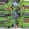 plant/Euphorbia Japonica GC-1-thumbnail