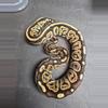 plant/Black Pastel DBL het Hypo Candy/Albino pos het Pied-0-thumbnail