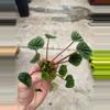 plant/Peperomia Green Ripple starter plant growers choice-3-thumbnail