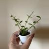 plant/Hoya Cumingiana-0-thumbnail