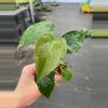 plant/Anthurium White Heart starter plant growers choice-1-thumbnail