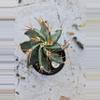 plant/Astrophytum Ornatum LG-1-thumbnail