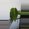 plant/Anthurium papillilaminum (Ree Gardens x Old Lineage)-0-thumbnail