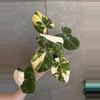 plant/Philodendron Gloriosum Variegated Type 2-3-thumbnail