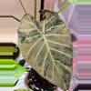 plant/*CORM* Alocasia Regal Shield Albo-0-thumbnail