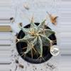 plant/Astrophytum Ornatum-1-thumbnail