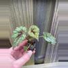 plant/Begonia Masoniana Iron Cross starter plant growers choice RR3-3-thumbnail