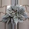 plant/Begonia Rex Jolly Silver starter plant growers choice-0-thumbnail