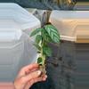 plant/Calathea Exotica starter plant growers choice-2-thumbnail