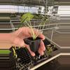plant/Alocasia frydek cultivar “white vein” starter plant growers choice-7-thumbnail