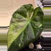 plant/*CORM* Alocasia Regal Shield Albo-2-thumbnail
