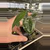 plant/Alocasia frydek cultivar “white vein” starter plant growers choice-3-thumbnail