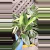 plant/variegated Monstera standleyana, also commonly known as the "Philodendron Cobra"-0-thumbnail