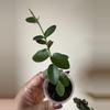 plant/Hoya Cumingiana-0-thumbnail