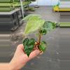 plant/Anthurium White Heart starter plant growers choice-3-thumbnail