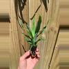plant/Sugarloaf Pineapple starter plant growers choice-2-thumbnail