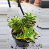 plant/Aloe Juvenna-0-thumbnail