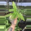 plant/Lace Fern starter plant growers choice-3-thumbnail