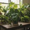 plant/HOLD my plant for 1 week please!-0-thumbnail