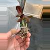 plant/Calathea Exotica starter plant growers choice-4-thumbnail
