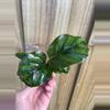plant/Calathea Fasciata “Rotundiflora” starter plant growers choice-2-thumbnail