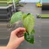 plant/Anthurium White Heart starter plant growers choice-4-thumbnail