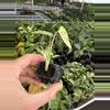 plant/Monstera white monster starter plant growers choice-5-thumbnail