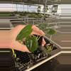 plant/Alocasia frydek cultivar “white vein” starter plant growers choice-6-thumbnail