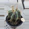 plant/Astrophytum Ornatum-0-thumbnail