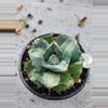 plant/Agave Isthmensis variegated-0-thumbnail