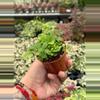 plant/Parvati Fern 2” pot growers choice-2-thumbnail