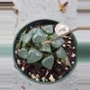 plant/Haworthia Bayeri-0-thumbnail