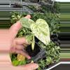 plant/Monstera white monster starter plant growers choice-1-thumbnail