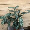 plant/Calathea Exotica starter plant growers choice-0-thumbnail