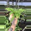 plant/Lace Fern starter plant growers choice-2-thumbnail