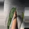 plant/Philodendron Patriciae-0-thumbnail